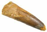 Fossil Spinosaurus Tooth - Real Dinosaur Tooth #345928-1